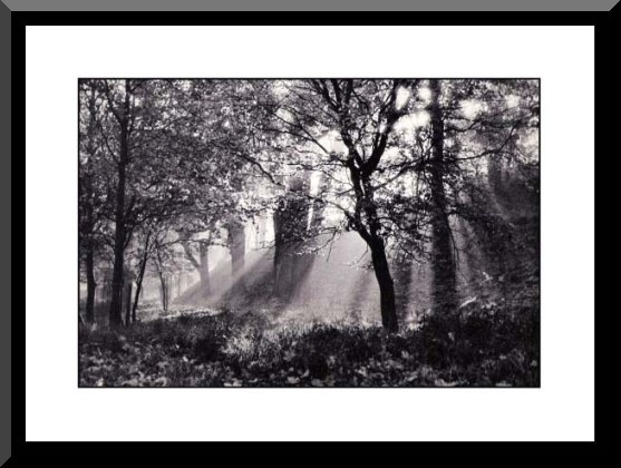 Pheonix Park Dublin